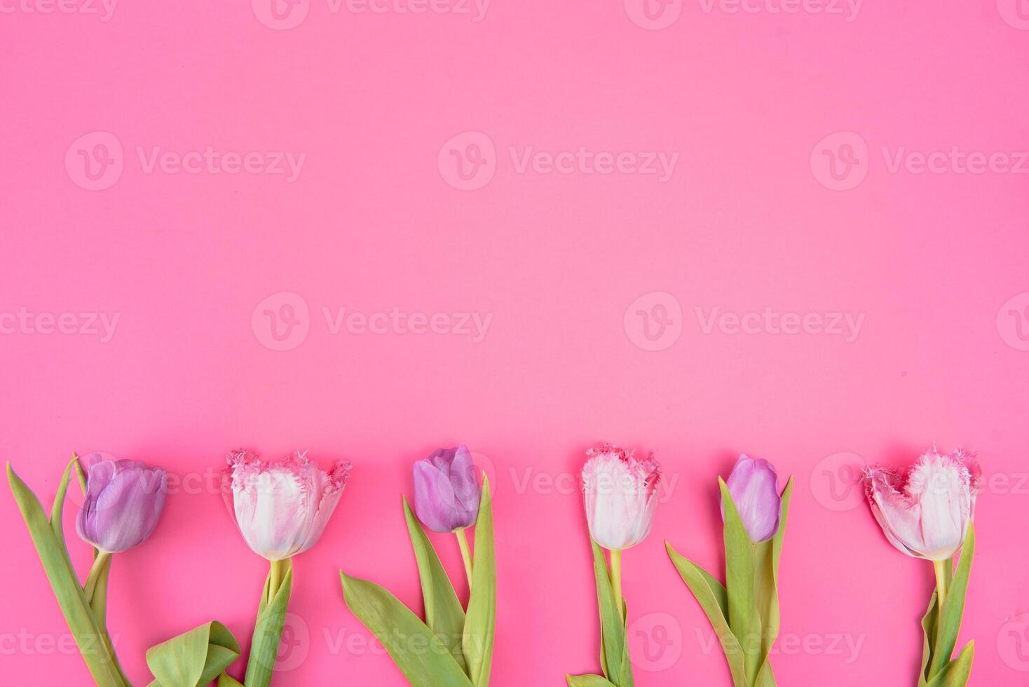 rose tulipes sur le rose Contexte. plat poser, Haut voir. valentines Contexte. horizontal,, tonique photo