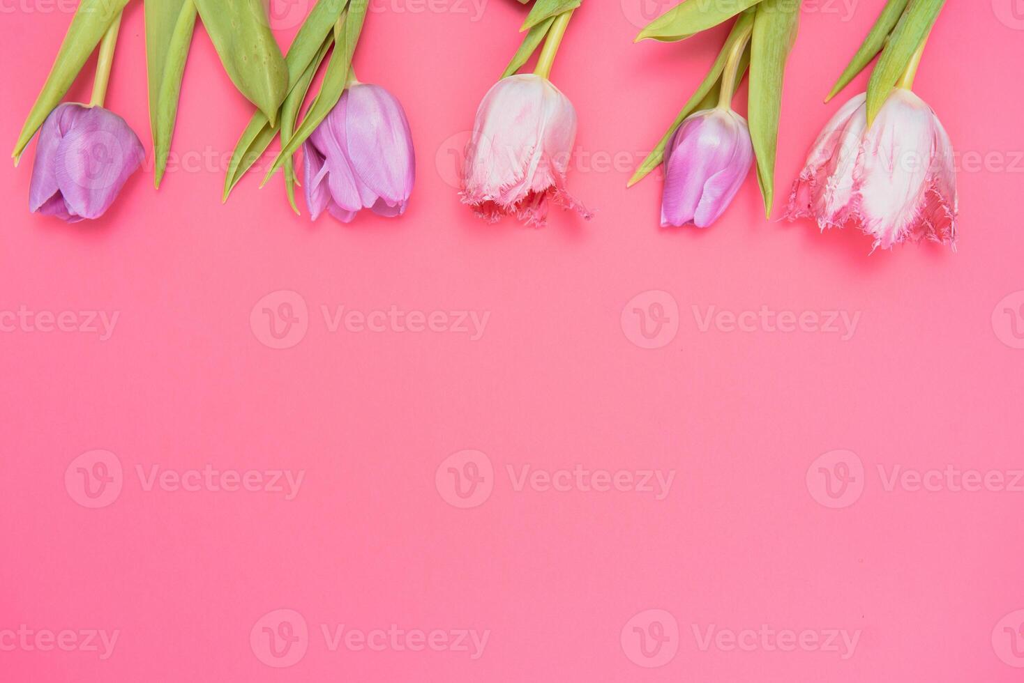 rose tulipes sur le rose Contexte. plat poser, Haut voir. valentines Contexte. horizontal,, tonique photo