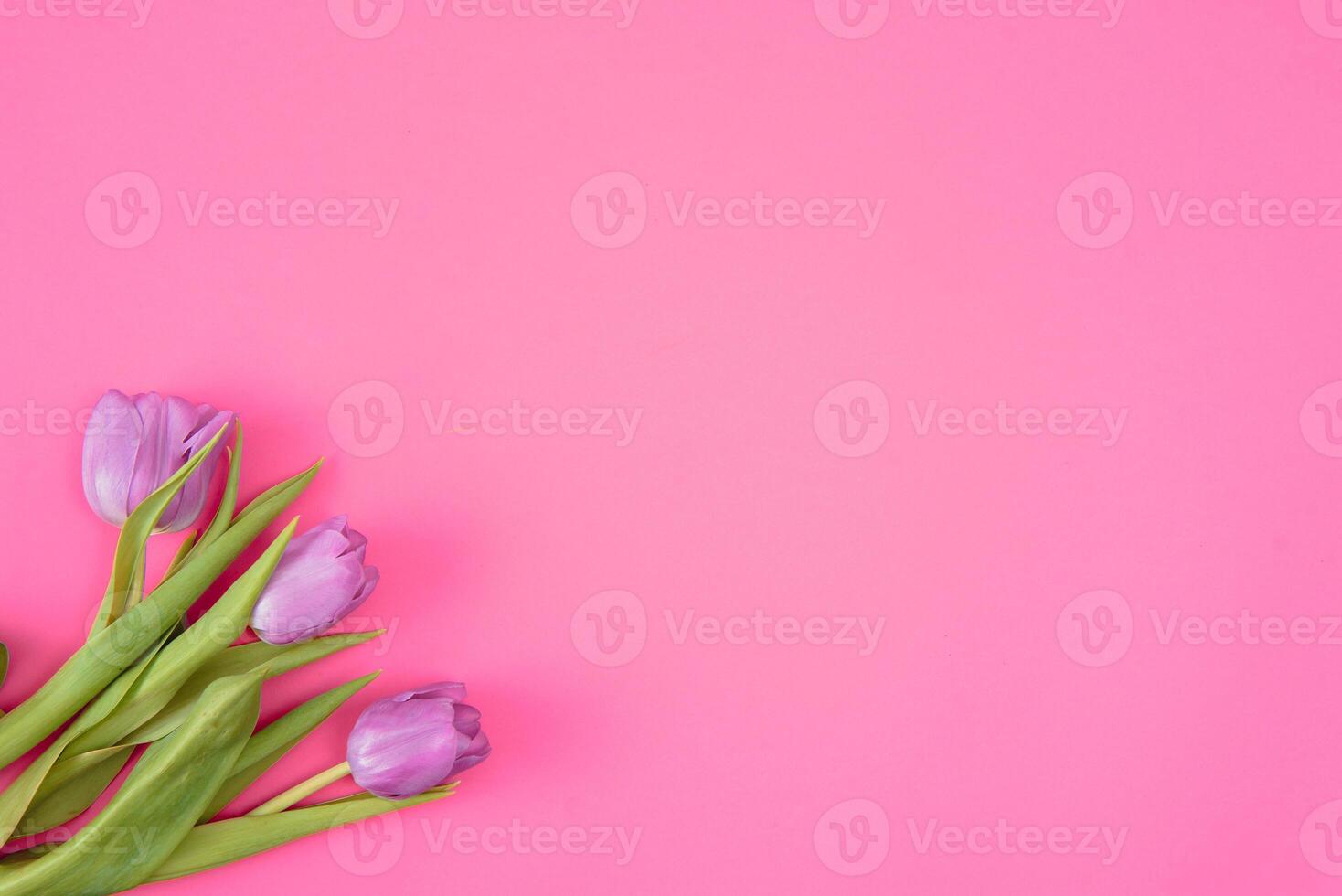 rose tulipes sur le rose Contexte. plat poser, Haut voir. valentines Contexte. horizontal,, tonique photo