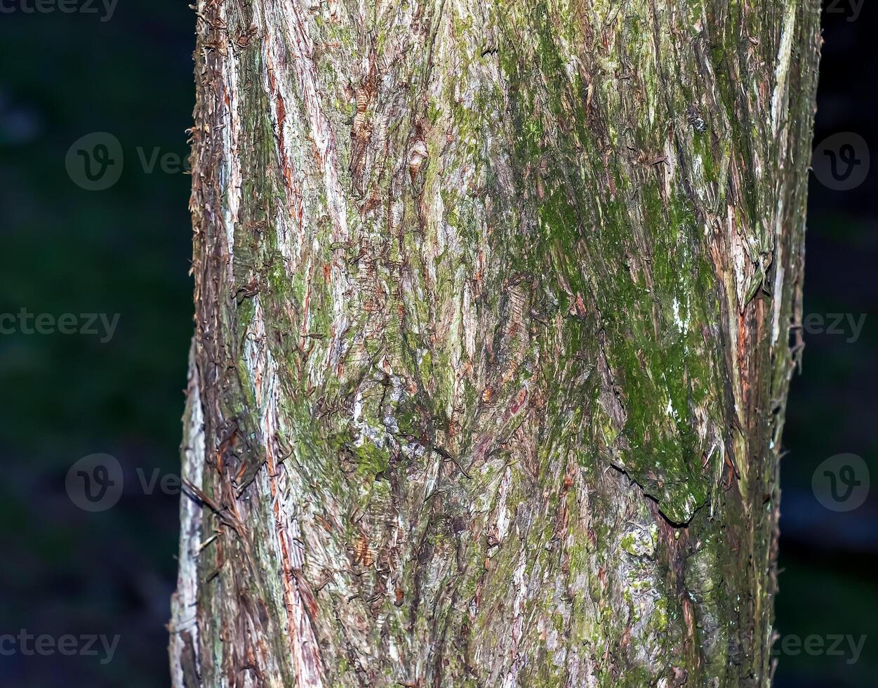 écorce texture de ornithorynque orientalis, alias chinois thuya, Oriental arborvitae, ou biote photo