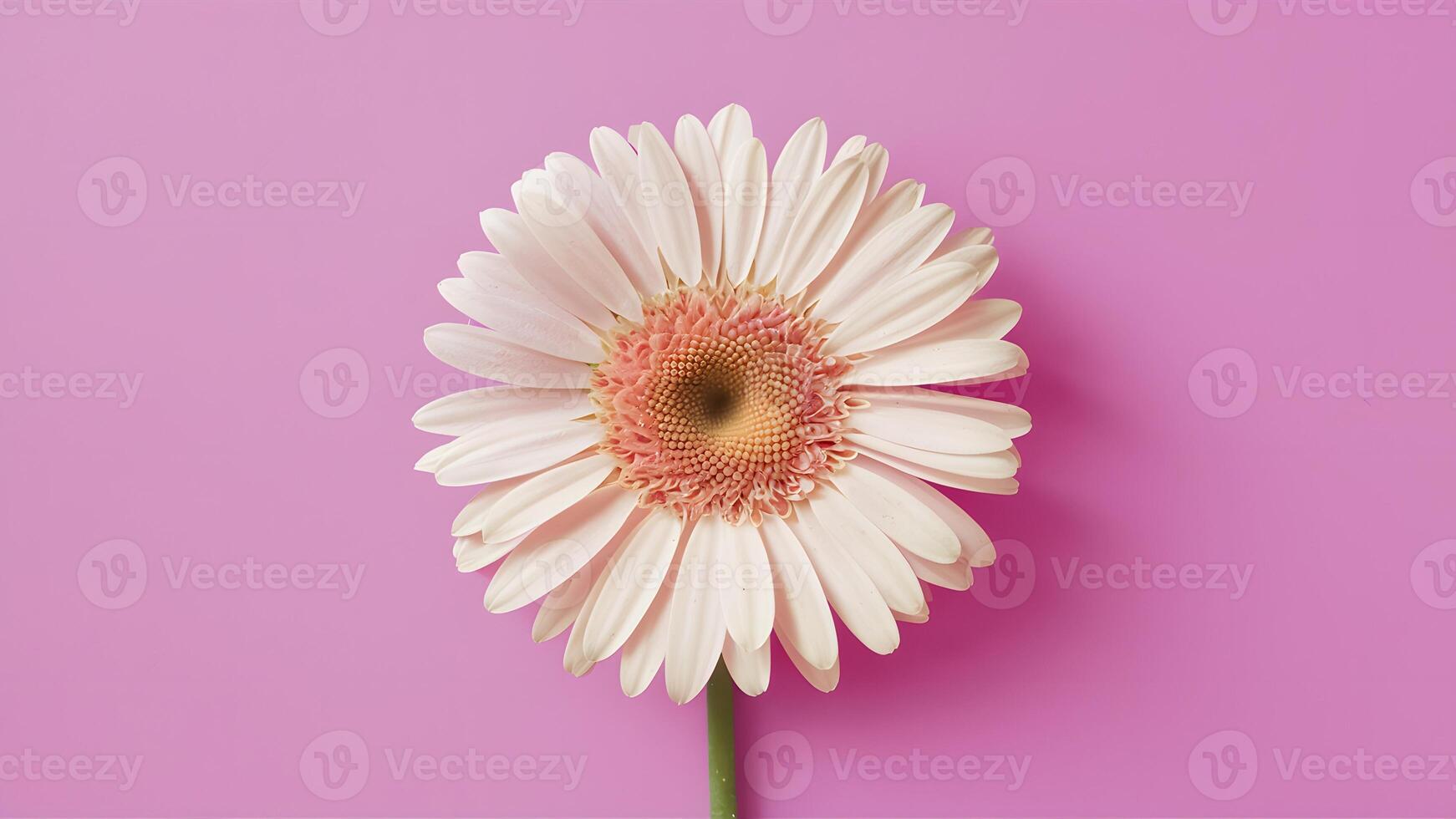 ai généré gerbera Marguerite fleur sur salutation carte Contexte pour les mères journée photo