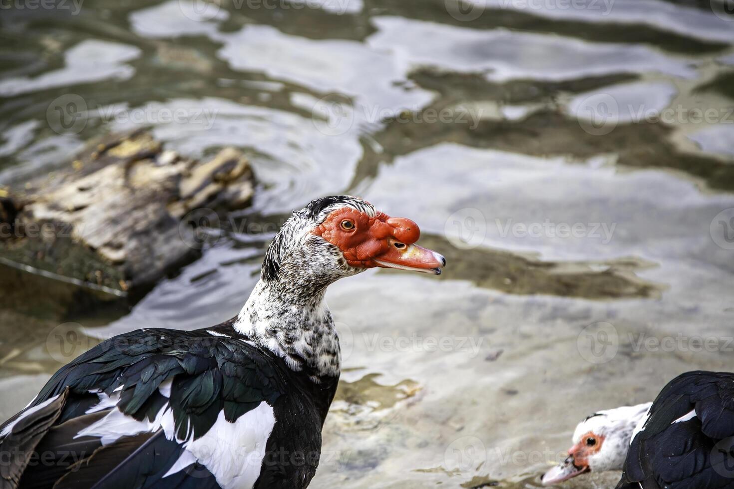 sauvage le créole canard photo