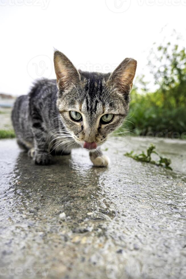 égarer chats dans le rue photo