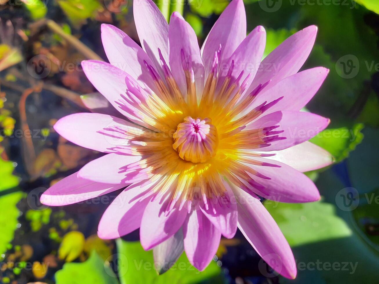violet lotus fleur en dessous de le lumière du soleil dans le étang photo