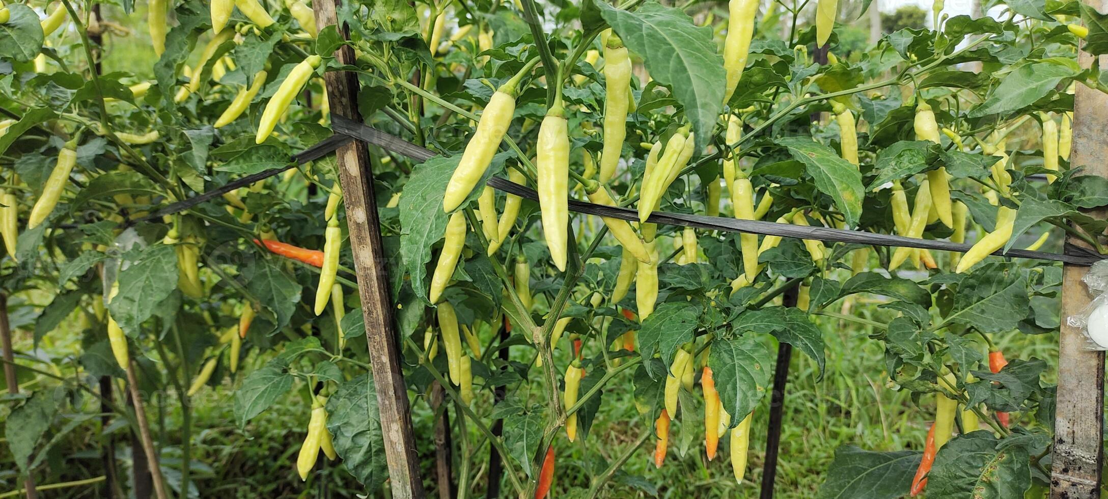 le le Chili fruit ou latin annuum est départ à mûrir sur le arbre, prêt à être choisi et vendu à le marché. photo