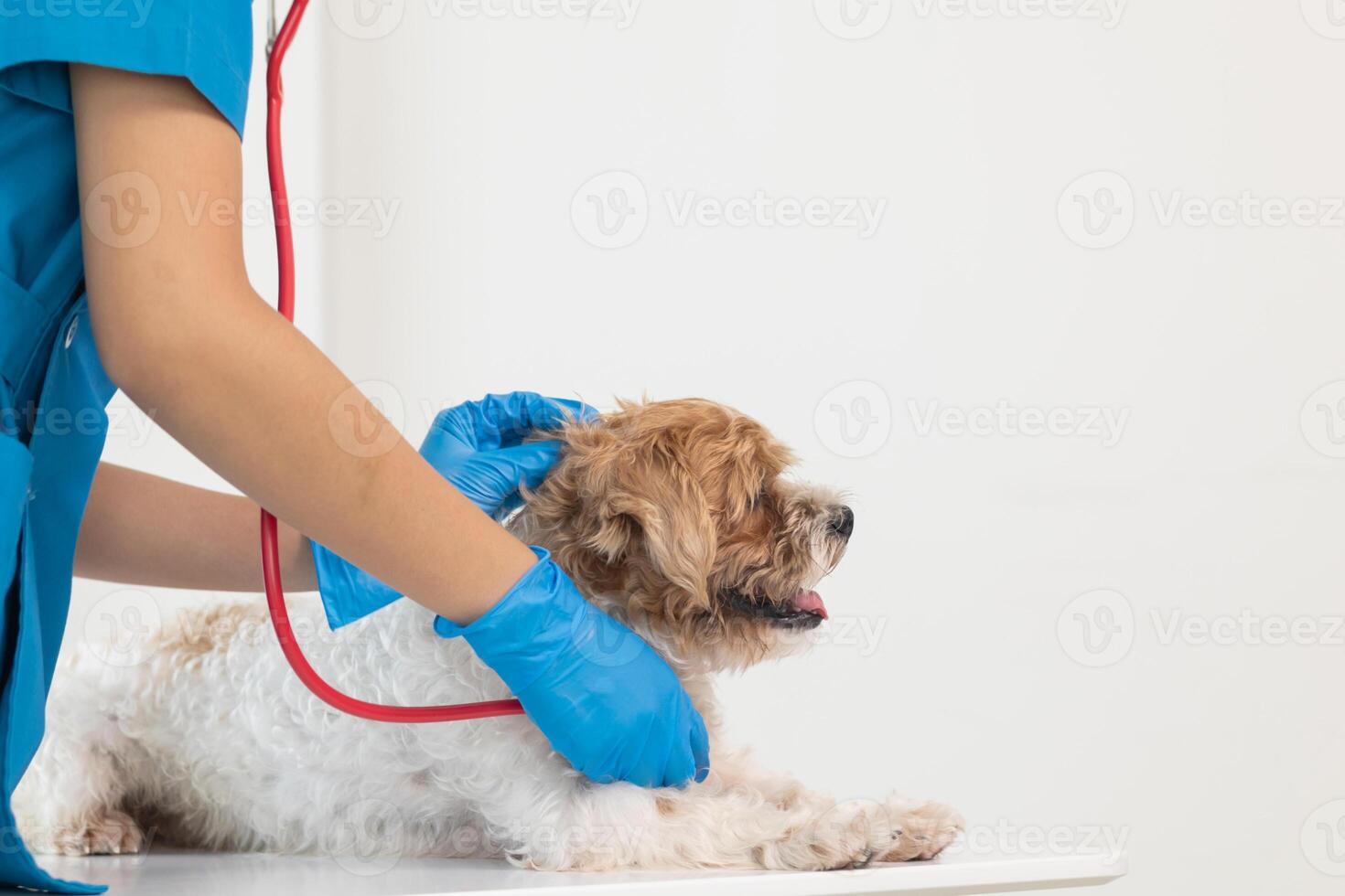 vétérinaires sont performant annuel vérifier UPS sur chiens à Regardez pour possible les maladies et traiter leur rapidement à assurer le animaux domestiques santé. vétérinaire est examiner chien dans vétérinaire clinique pour traitement photo