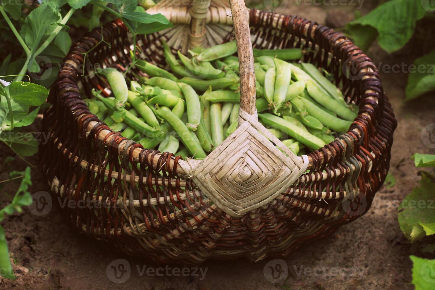 récolte de vert Frais pois cueillette dans panier . vert pois dosettes sur agricole champ. jardinage Contexte avec vert les plantes photo