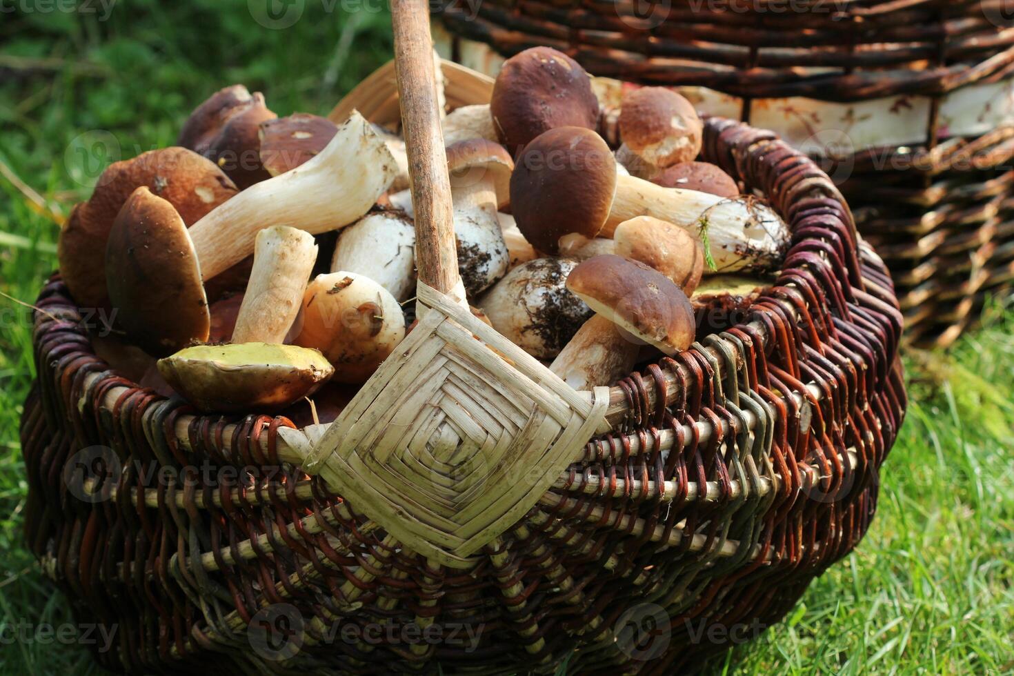 panier plein de Frais bolet champignons dans forêt photo