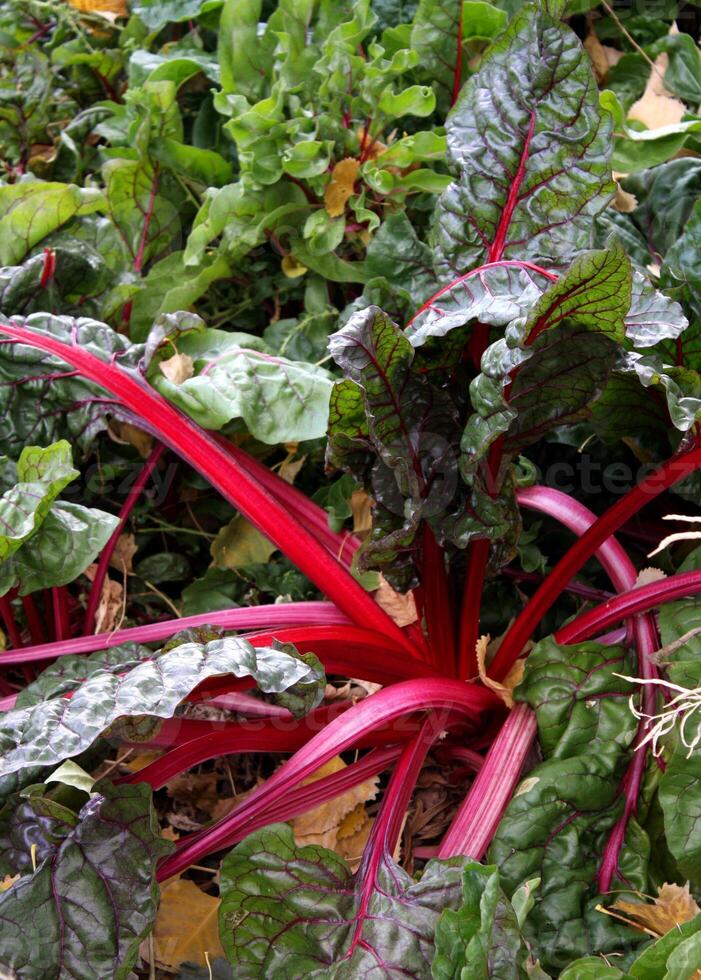 vibrant mûr Rhubarbe plante dans une jardin photo