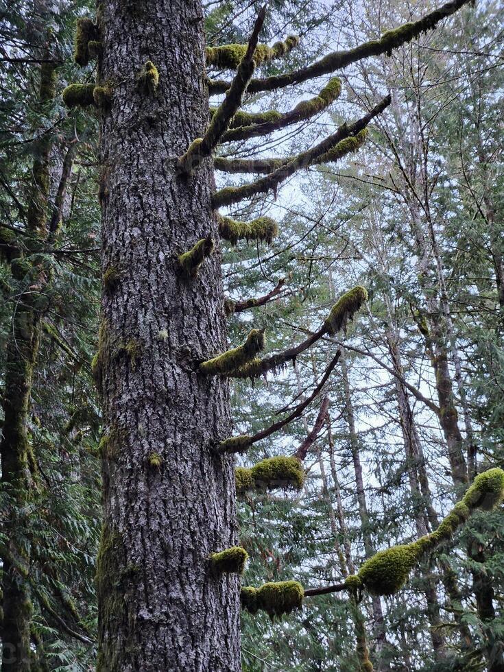 grand des arbres couvert avec mousse dans le à feuilles persistantes les forêts de Washington Etat photo
