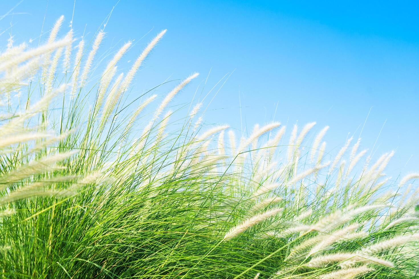 fourtain herbe dans la nature agent bleu ciel photo