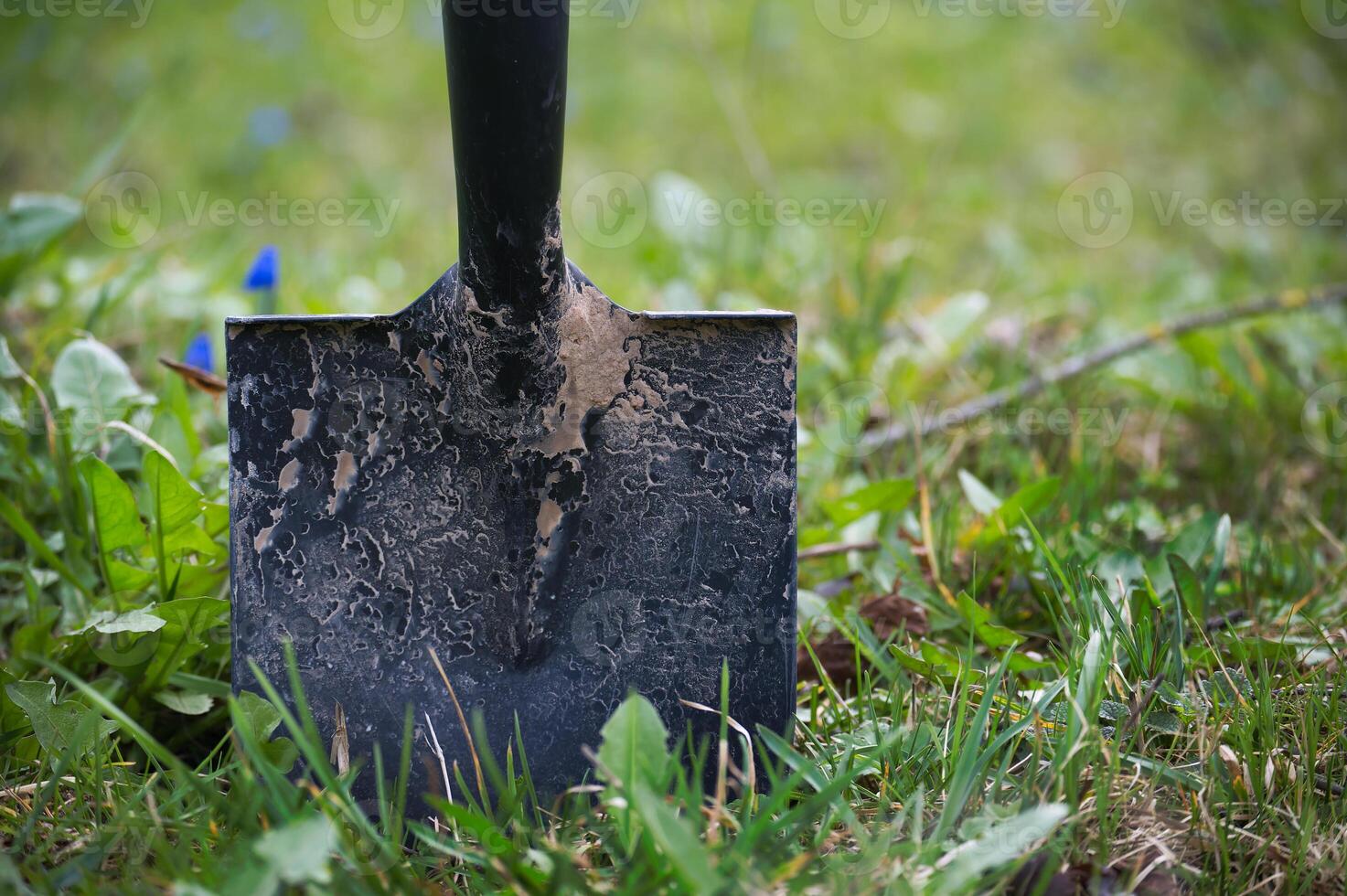 noir manipulé pelle coincé dans le sol entouré par luxuriant vert herbe et une diffusion de petit bleu fleurs photo