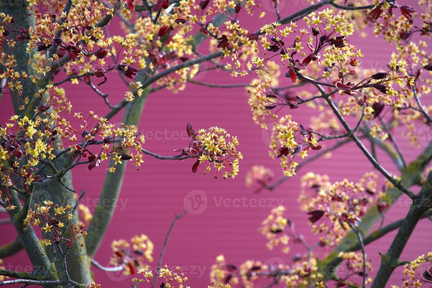 rouge érable femelle arbre couvert avec petit Jaune fleurs photo