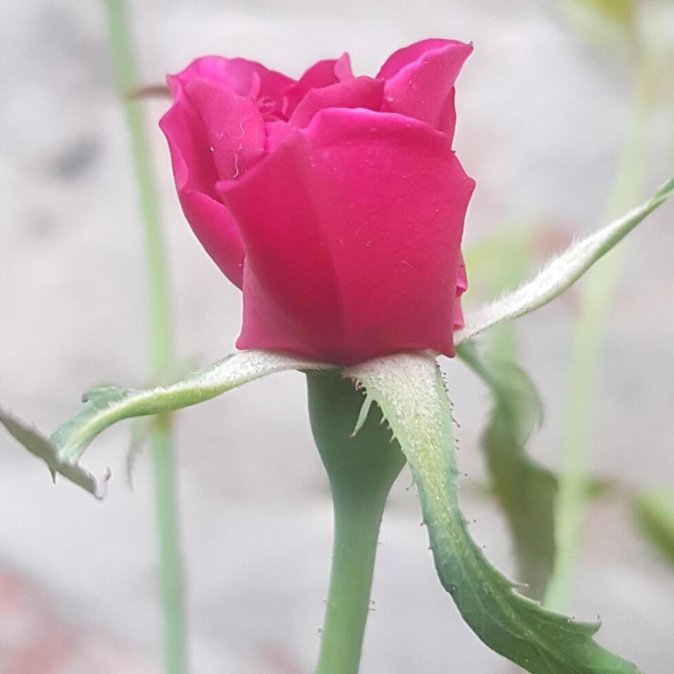 petit Naturel rouge Rose Contexte. photo