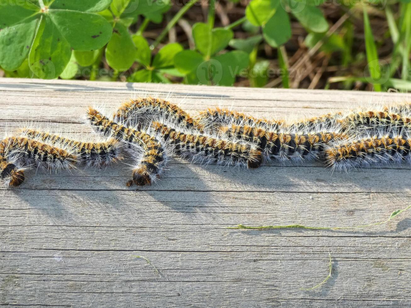 le pin processionnaire thaumetopée pityocampe photo