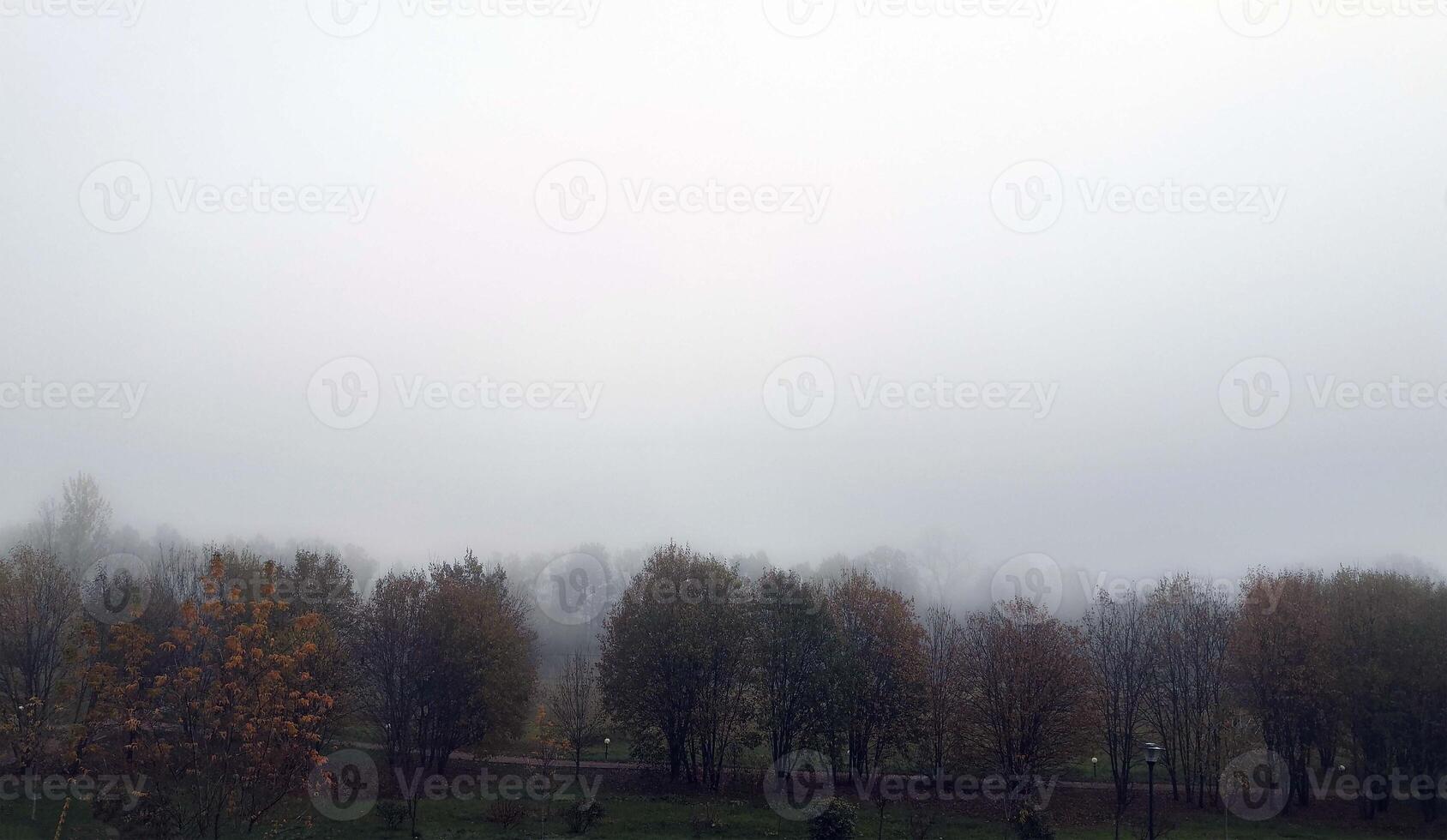 groupe de des arbres permanent dans herbe photo