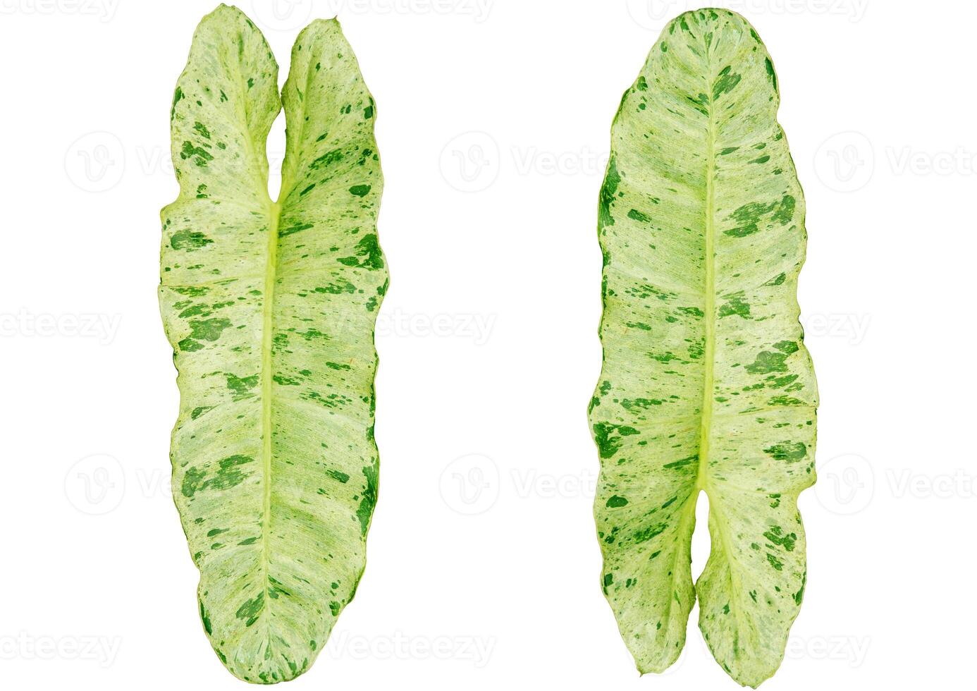 philodendron Paraiso verde feuilles sur blanc Contexte photo