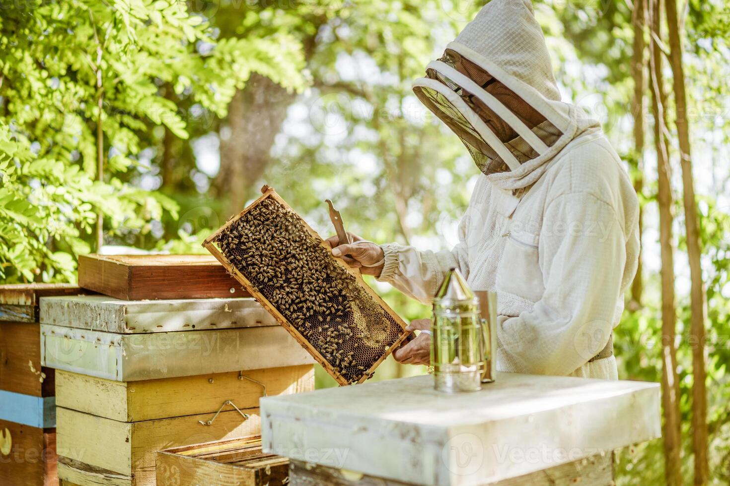 apiculteur est examiner le sien ruches dans forêt. apiculture professionnel profession. photo