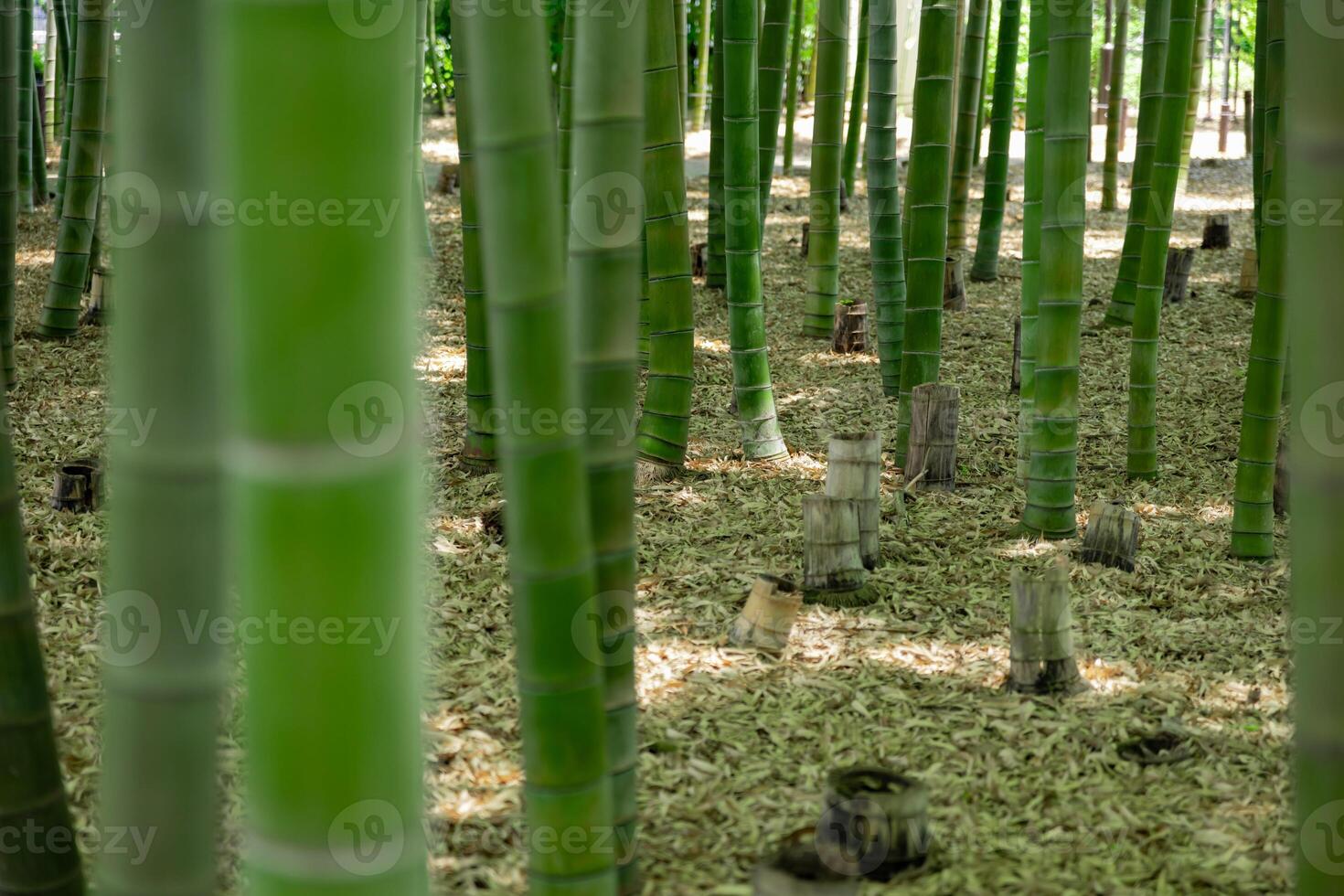 une vert bambou forêt dans printemps ensoleillé journée photo