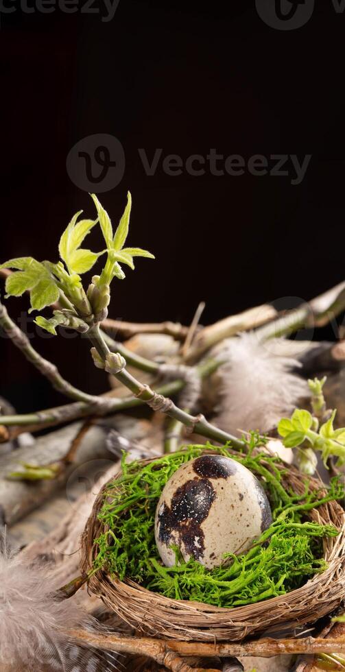 Pâques carte. Caille Oeuf dans nid, mousse, baguettes, brindilles avec printemps feuilles, plumes. noir copie espace. photo