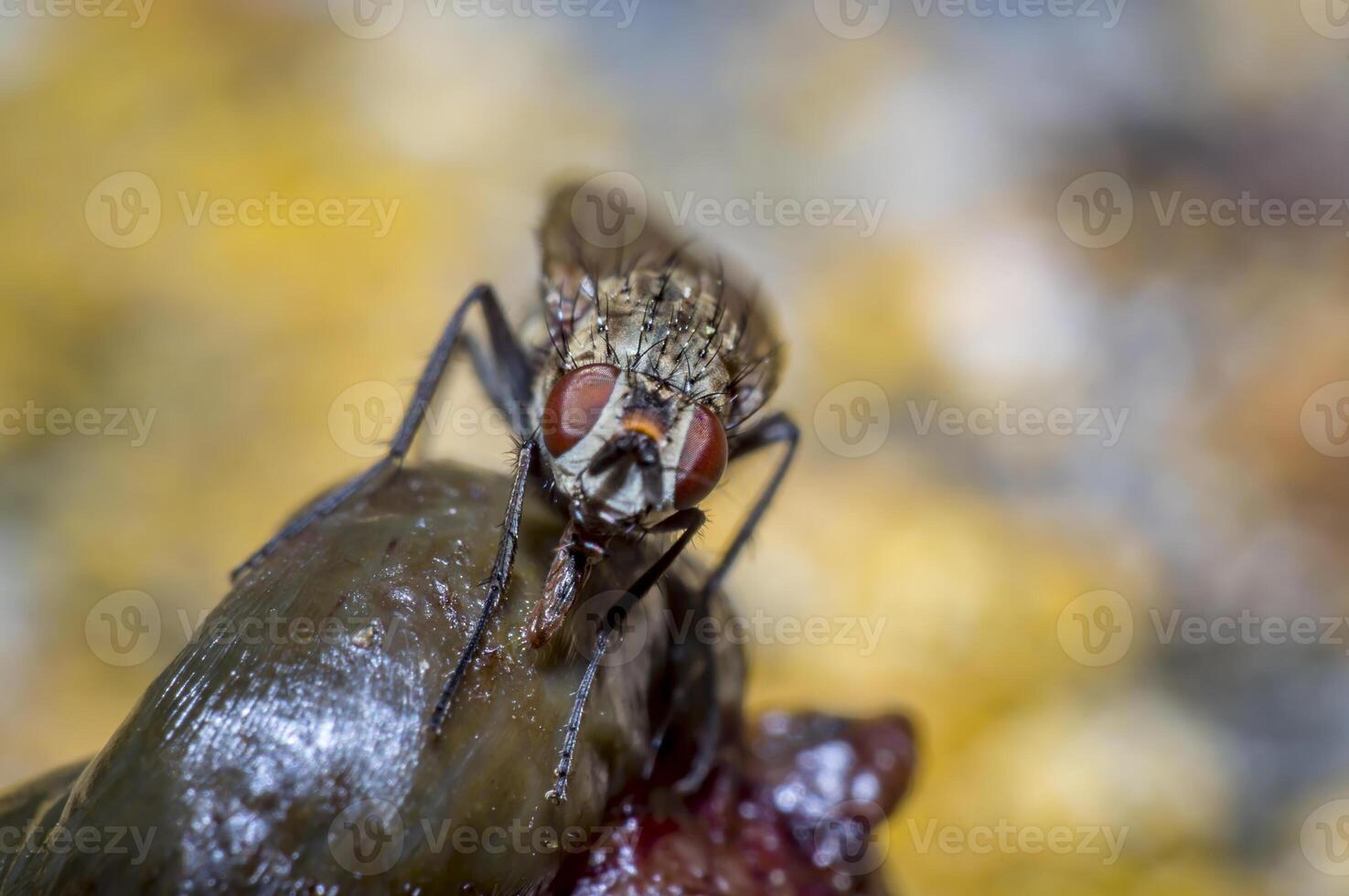 petit macro mouche dans sauvage la vie la nature photo