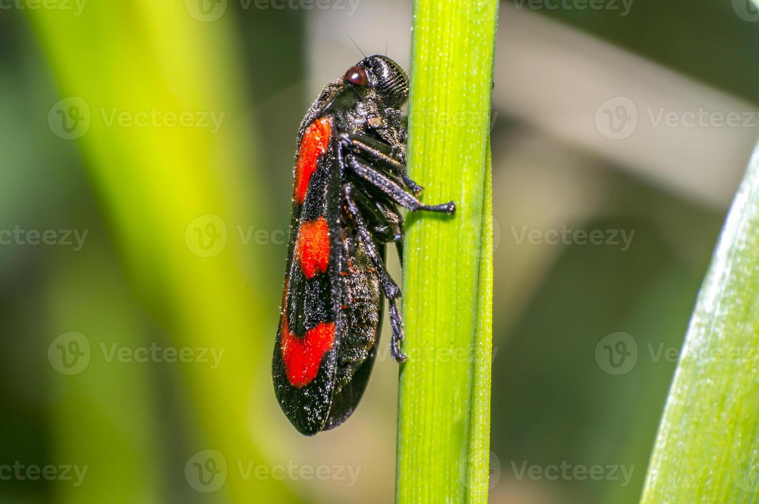 rouge noir du sang cigale scarabée dans la nature saison Prairie photo