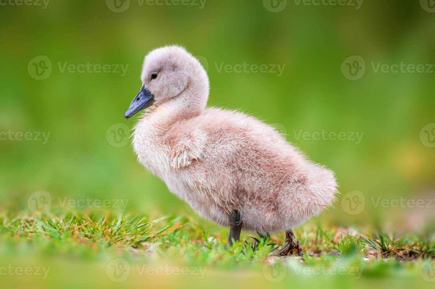 Jeune cygne poussin sur une vert banque photo