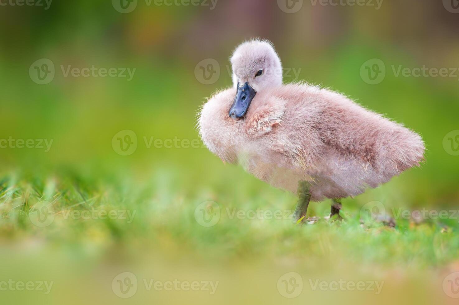 Jeune cygne poussin sur une vert banque photo