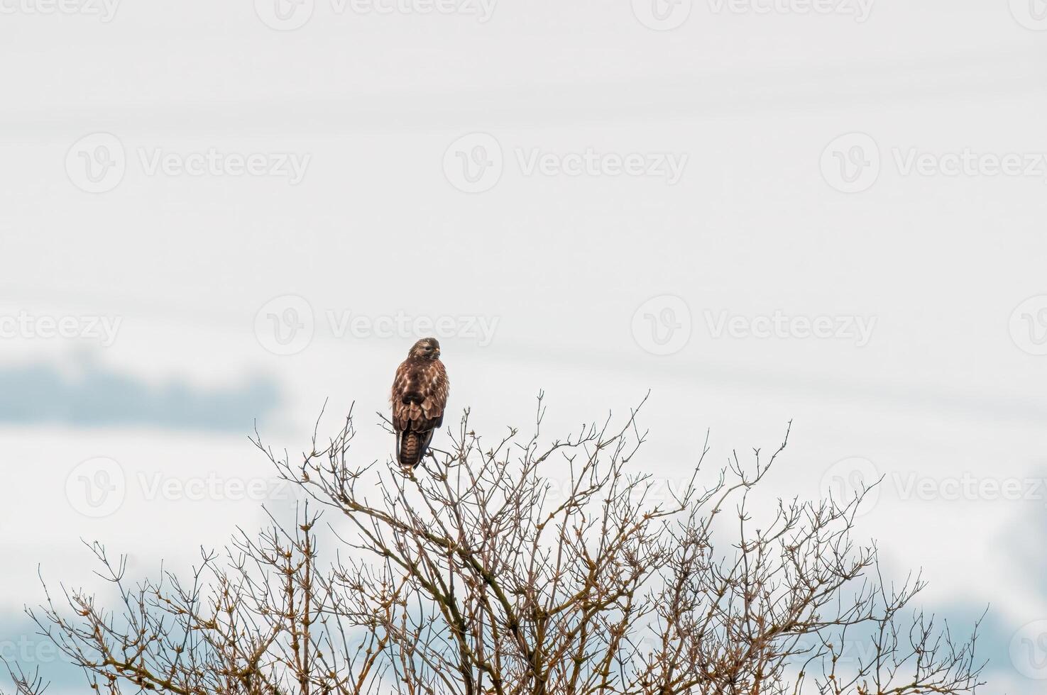 buse observe la nature et garde un œil en dehors pour nourriture photo