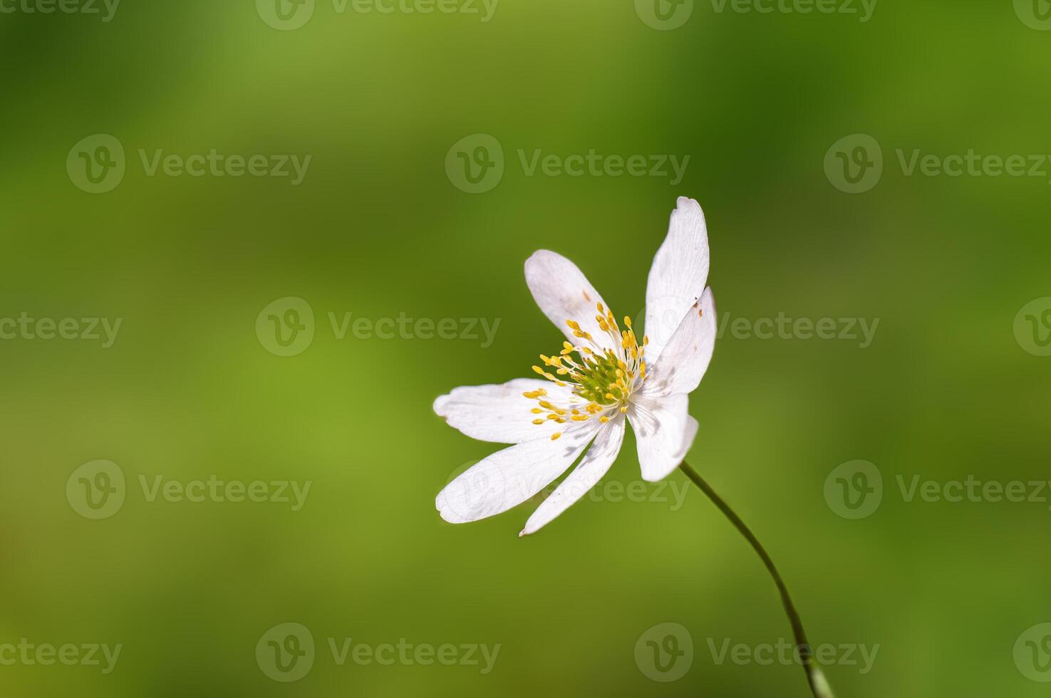 délicat blanc bois anémone fleurs dans une forêt photo