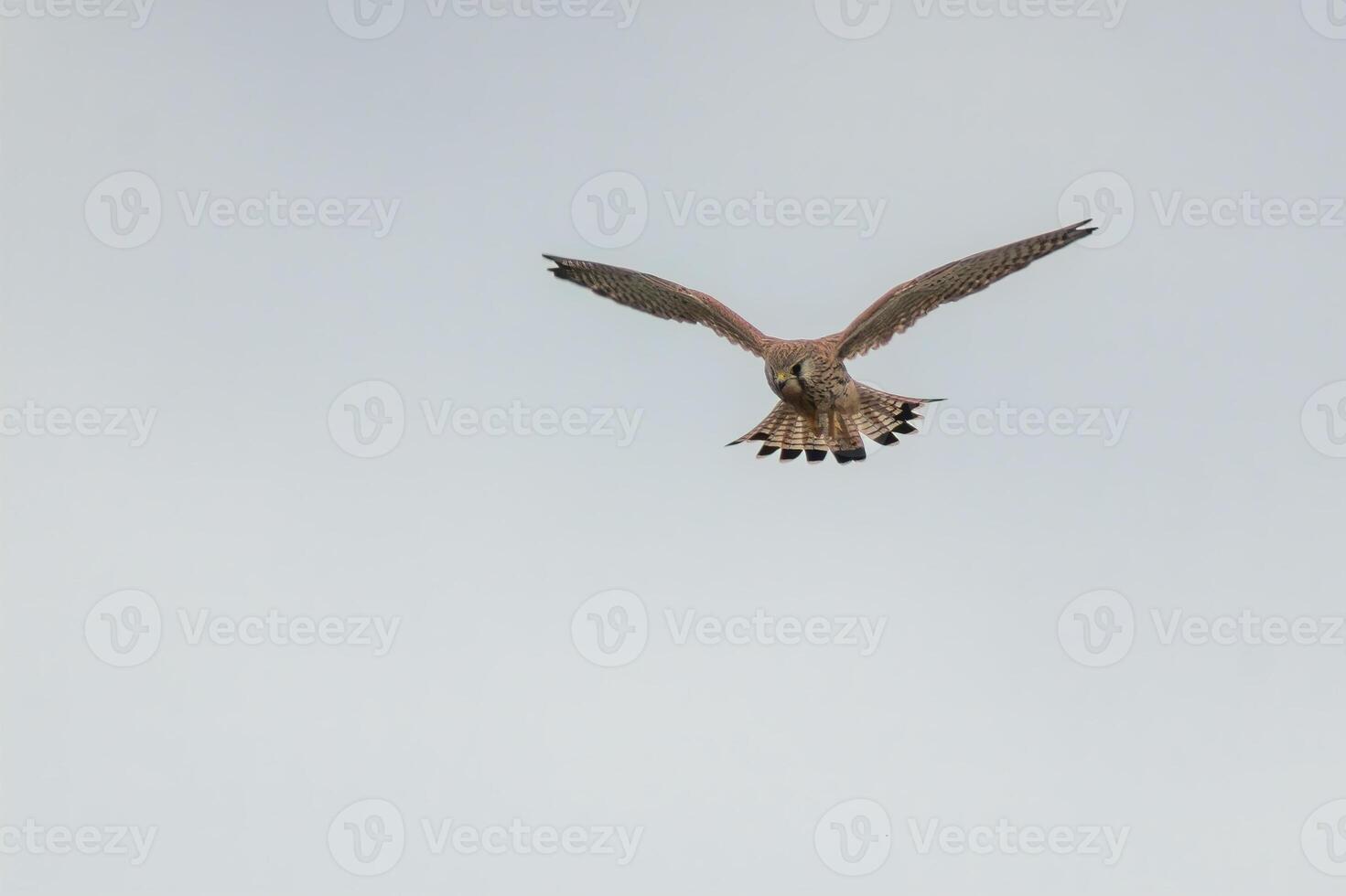 Jeune faucon sur le chasser pour proie photo