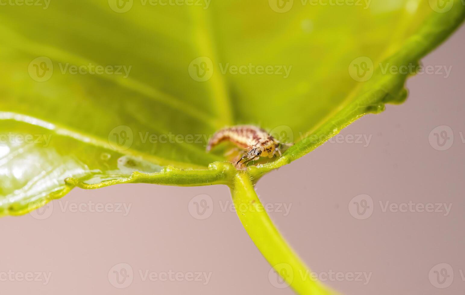 une petit larves insecte sur une plante dans le Prairie photo