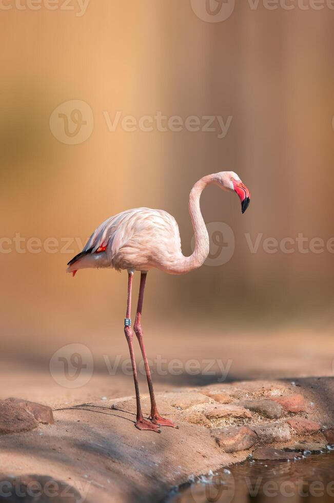 l'eau oiseau nage sur une Lac photo