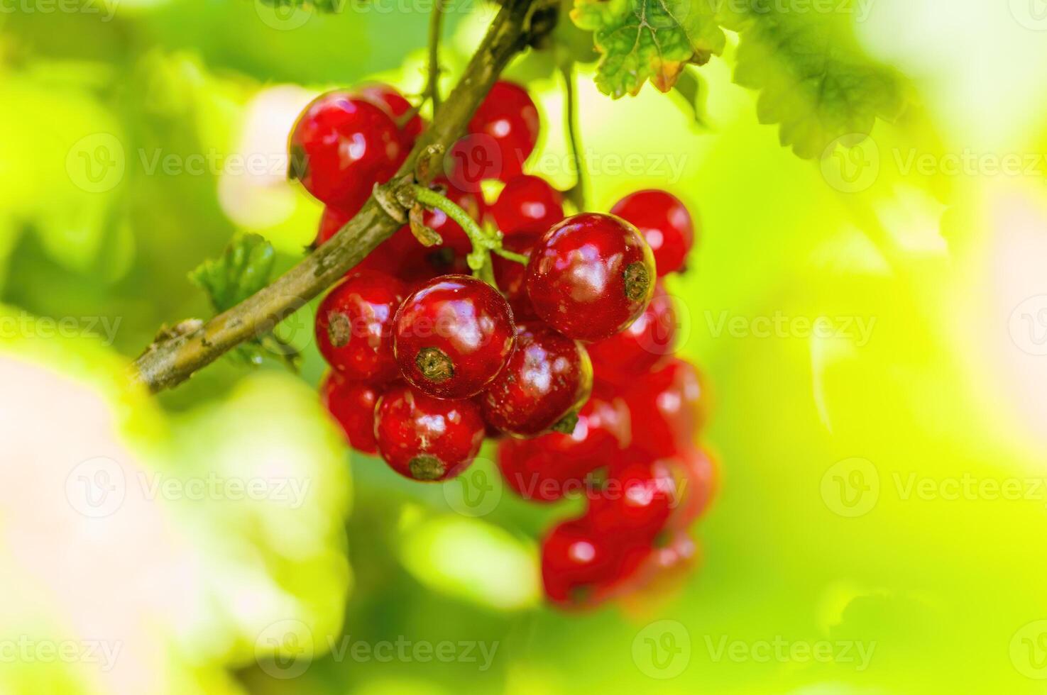 une rouge baie travers de porc sur groseille buisson dans le jardin saison photo