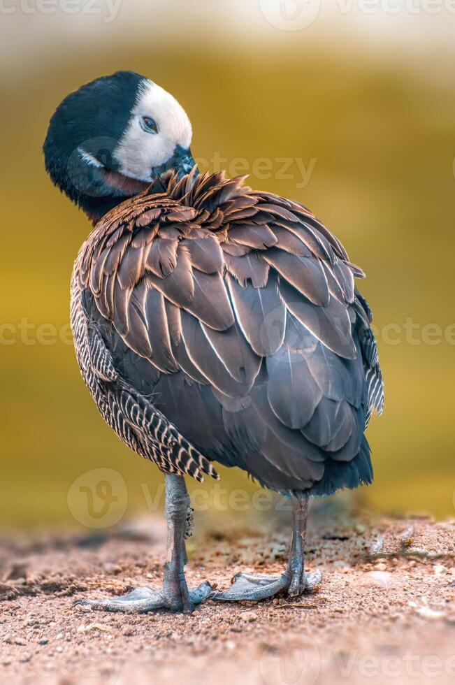 l'eau oiseau nage sur une Lac photo