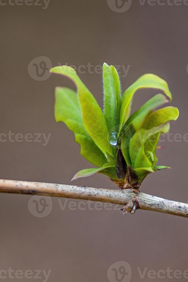 une Frais branche avec vert feuilles dans le forêt photo