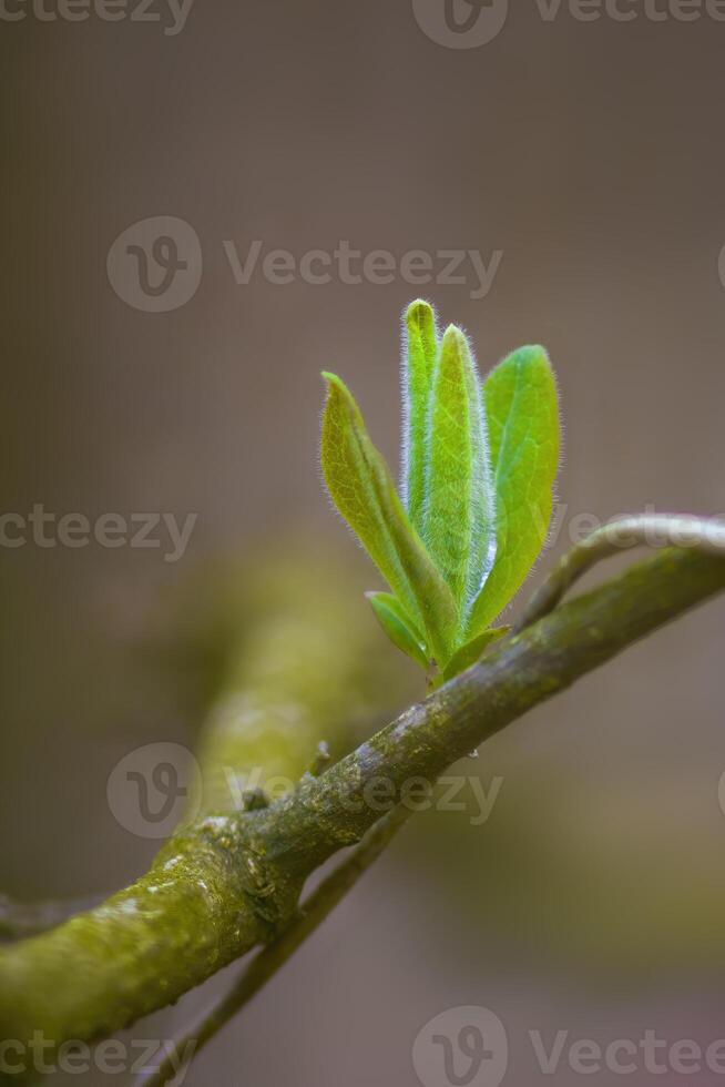 une Frais branche avec vert feuilles dans le forêt photo