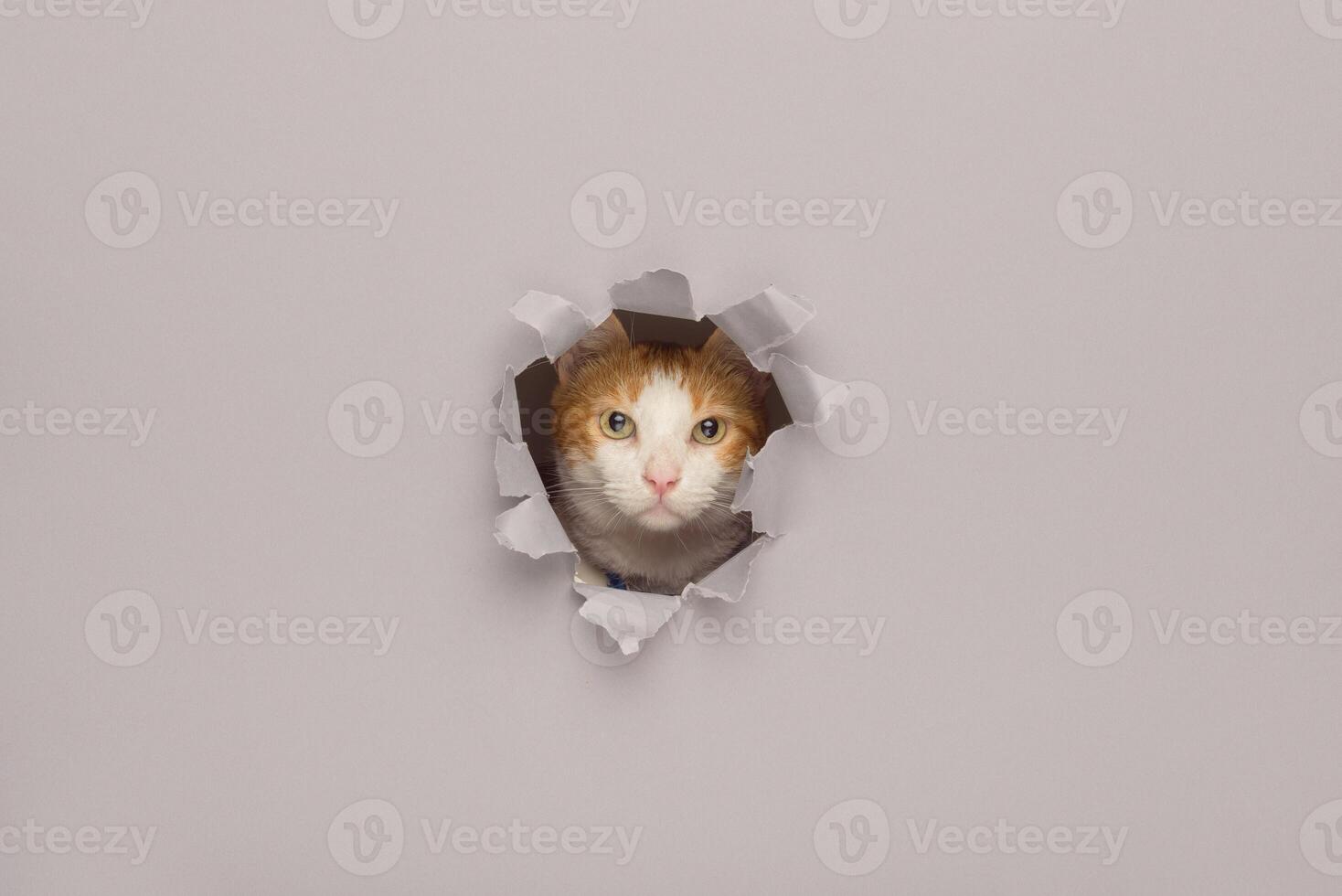 Orange et blanc chat coups d'oeil par une déchiré papier Contexte. surprise concept. photo