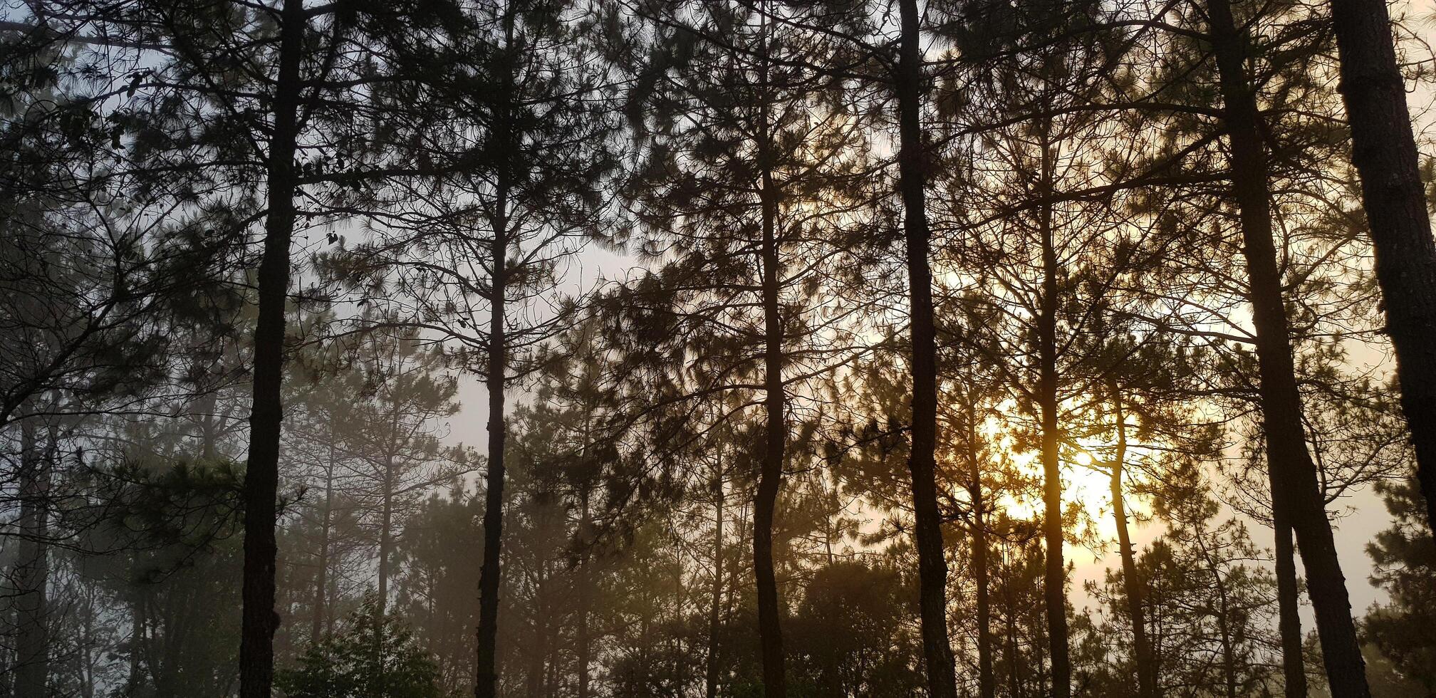 magnifique gros pin et vert feuilles avec Orange lumière du soleil parmi brouillard ou brouillard Contexte dans Matin journée. beauté de nature, plante croissance, Naturel fond d'écran et silhouette de arbre concept photo