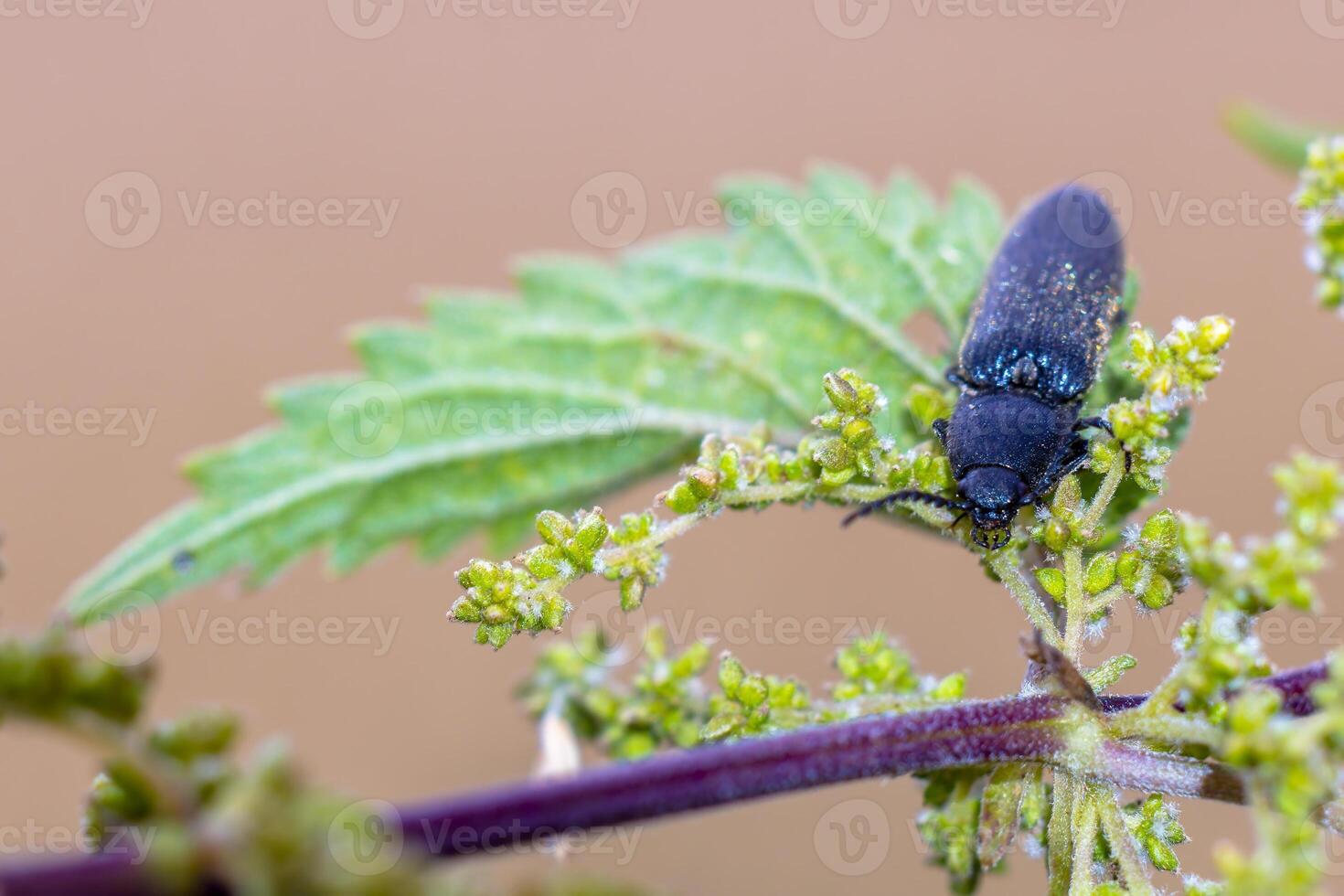 une petit scarabée insecte sur une plante dans le Prairie photo