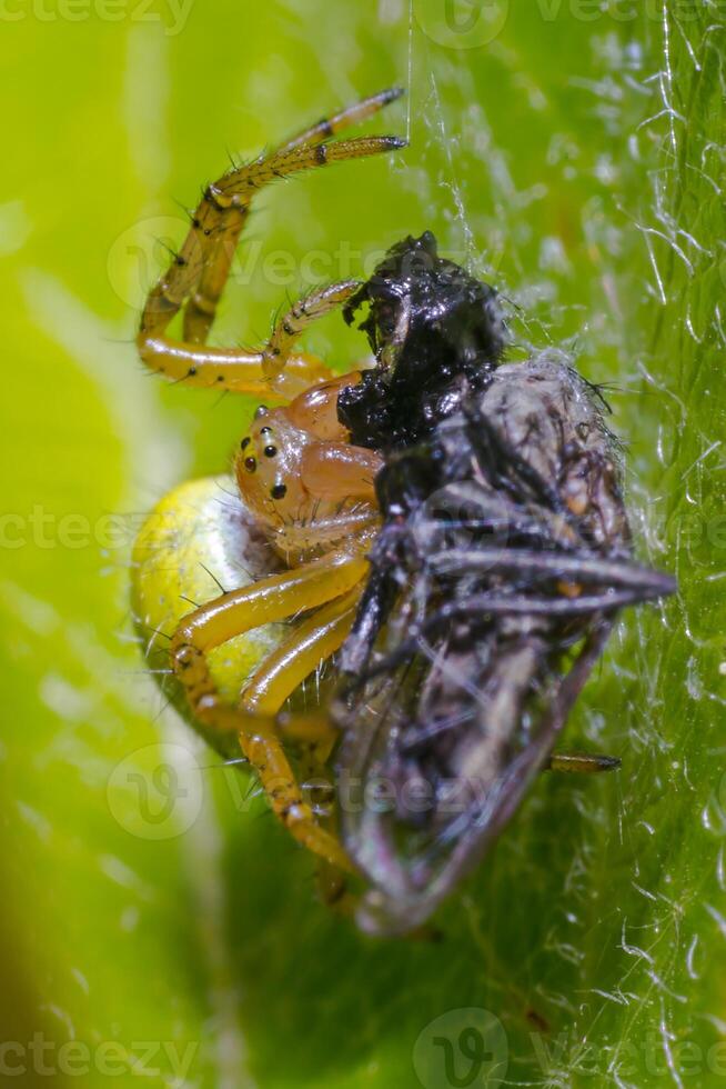 une petit araignée insecte sur une plante dans le Prairie photo