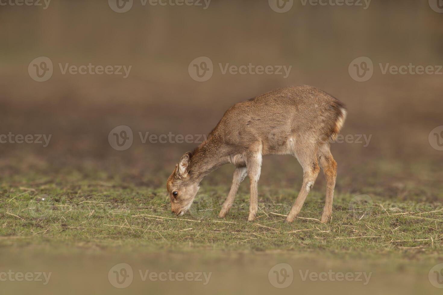 un Jeune rouge cerf biche supporter dans une Prairie photo