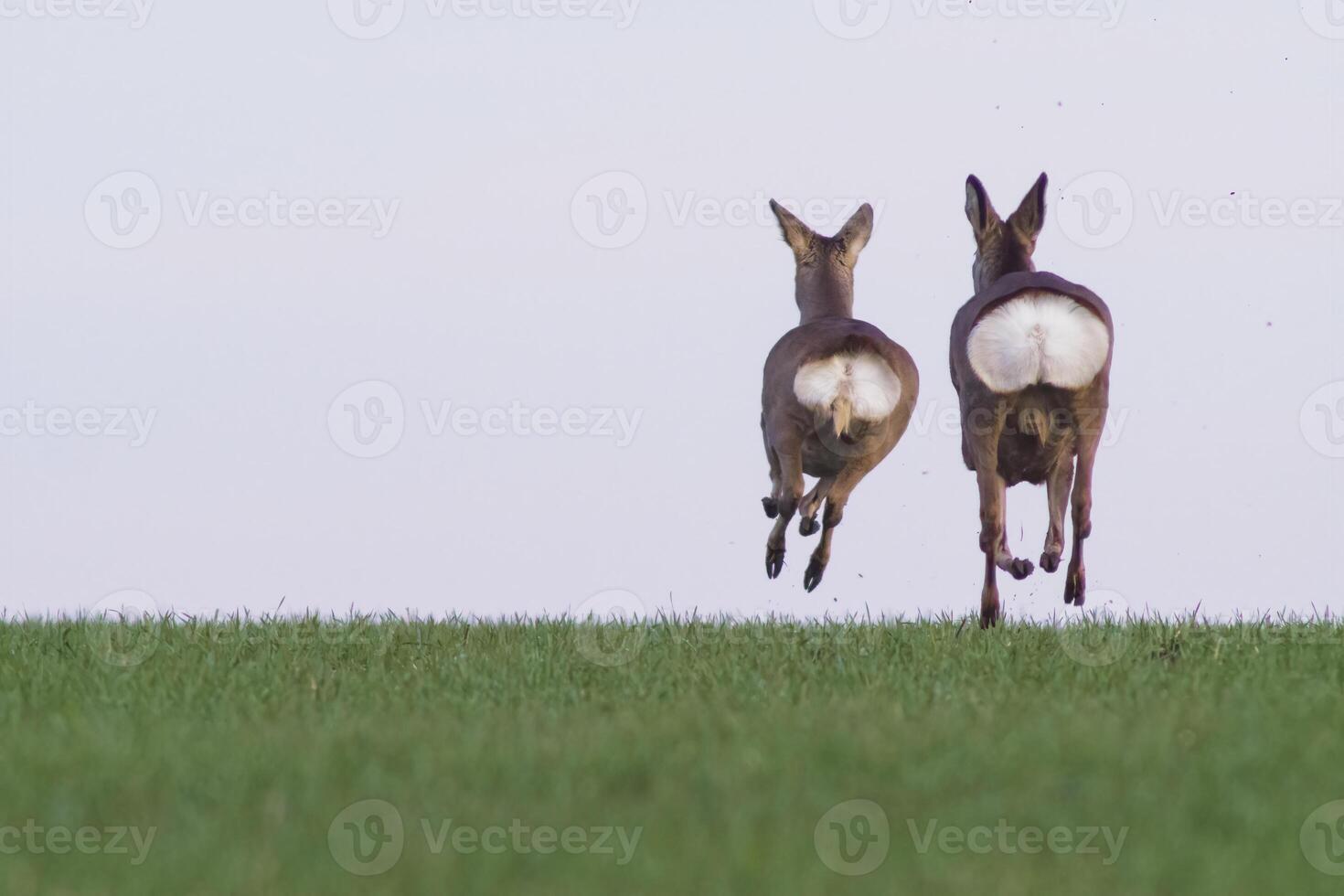 une groupe de cerf dans une champ dans printemps photo