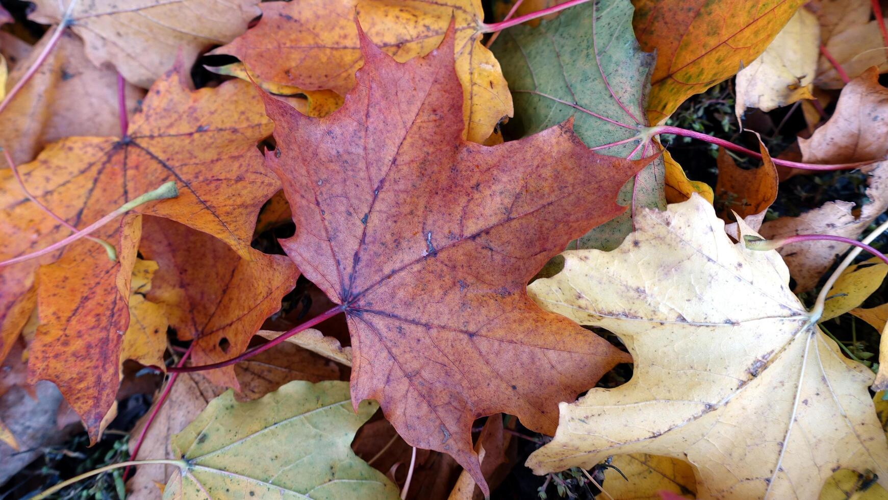 l'automne a arrivée dans le banlieue photo