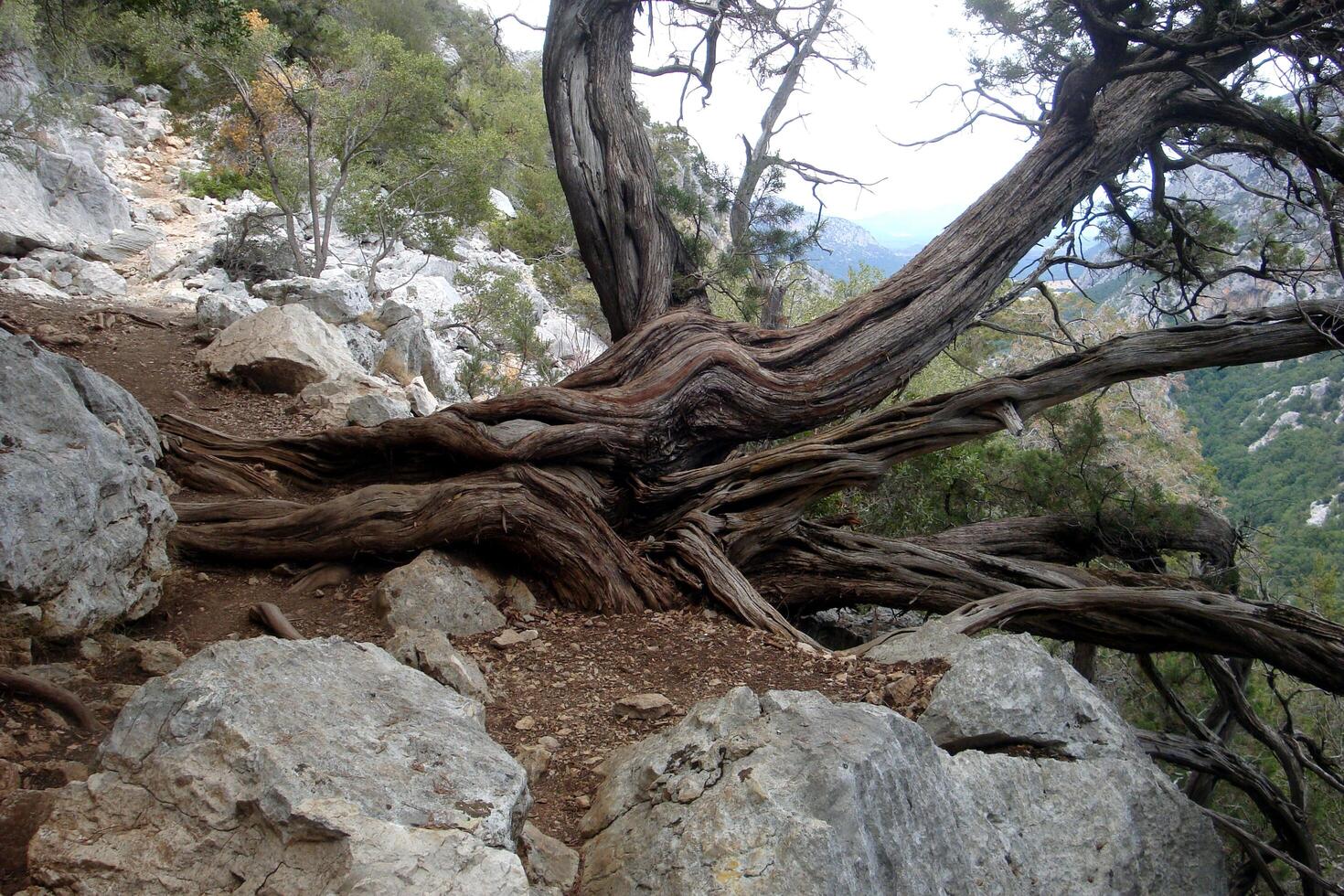 sauvage genévrier dans le montagnes de Sardaigne photo