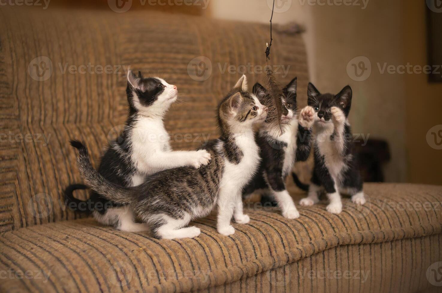 espiègle chaton Fratrie se défouler autour photo