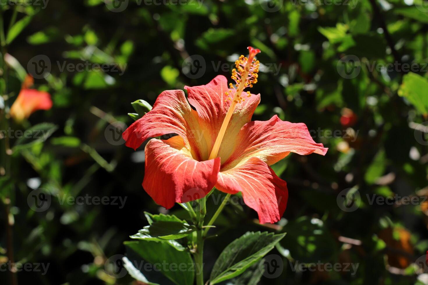 fleurs dans une ville parc sur le rivages de le méditerranéen mer. photo