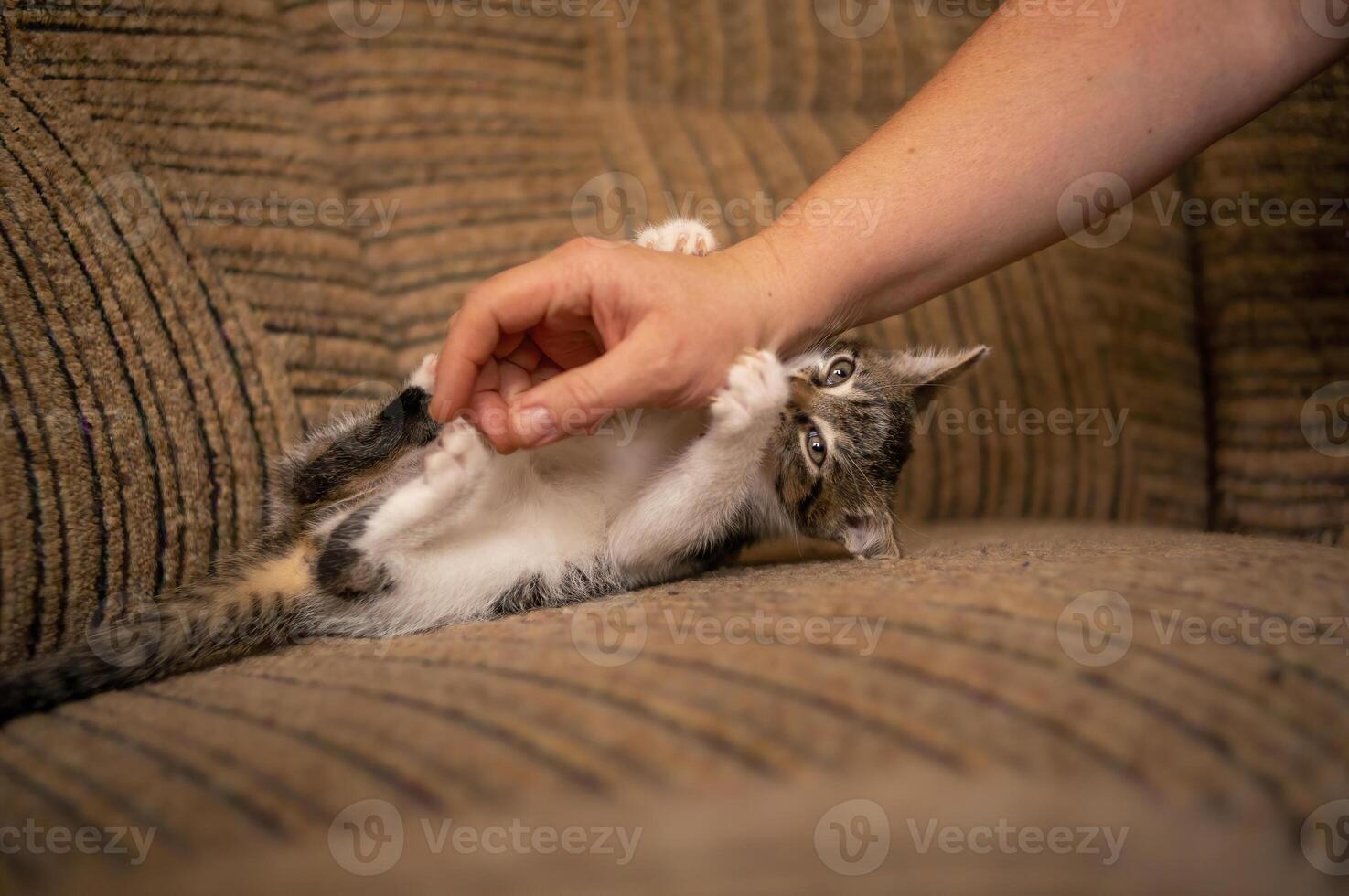 Jeune mignonne chaton en jouant avec le sien Humain photo