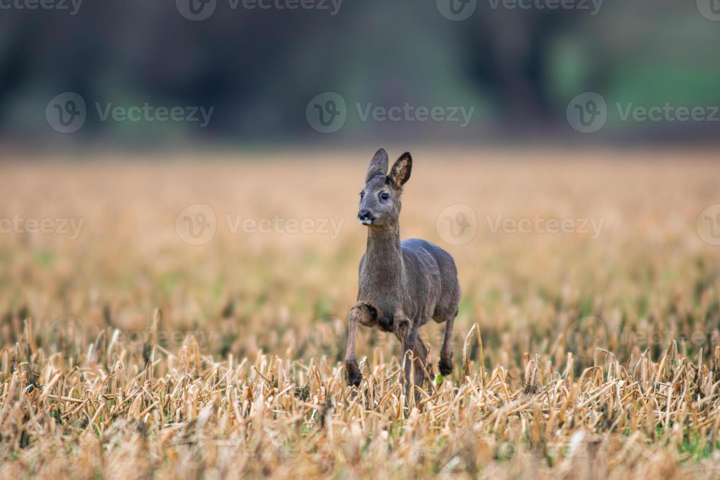 un magnifique cerf biche permanent sur une récolté champ dans l'automne photo