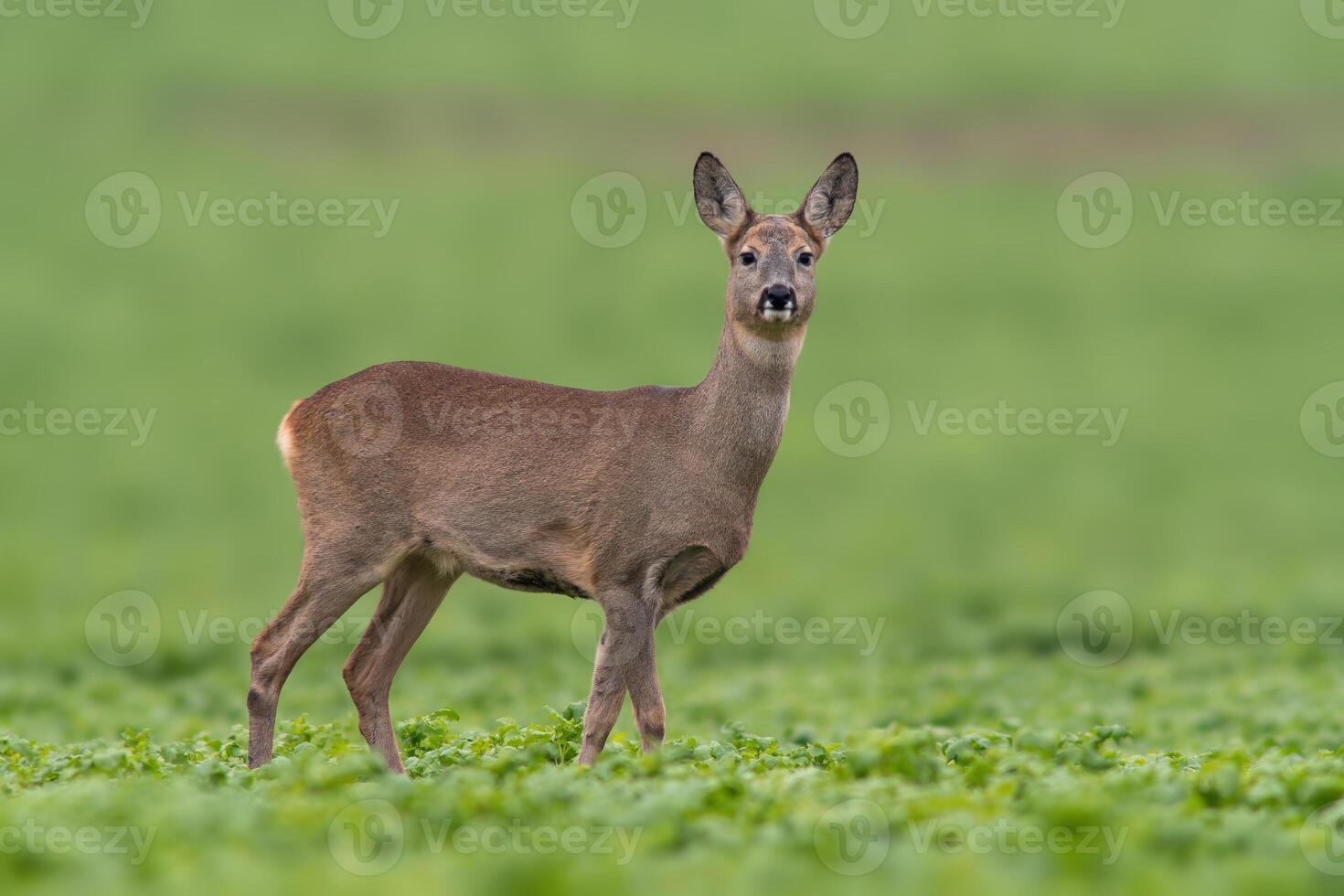 un magnifique biche biche permanent sur une vert champ dans printemps photo